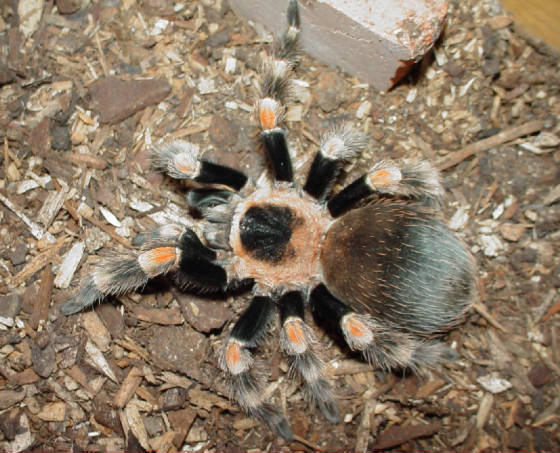 bsmithi.jpg